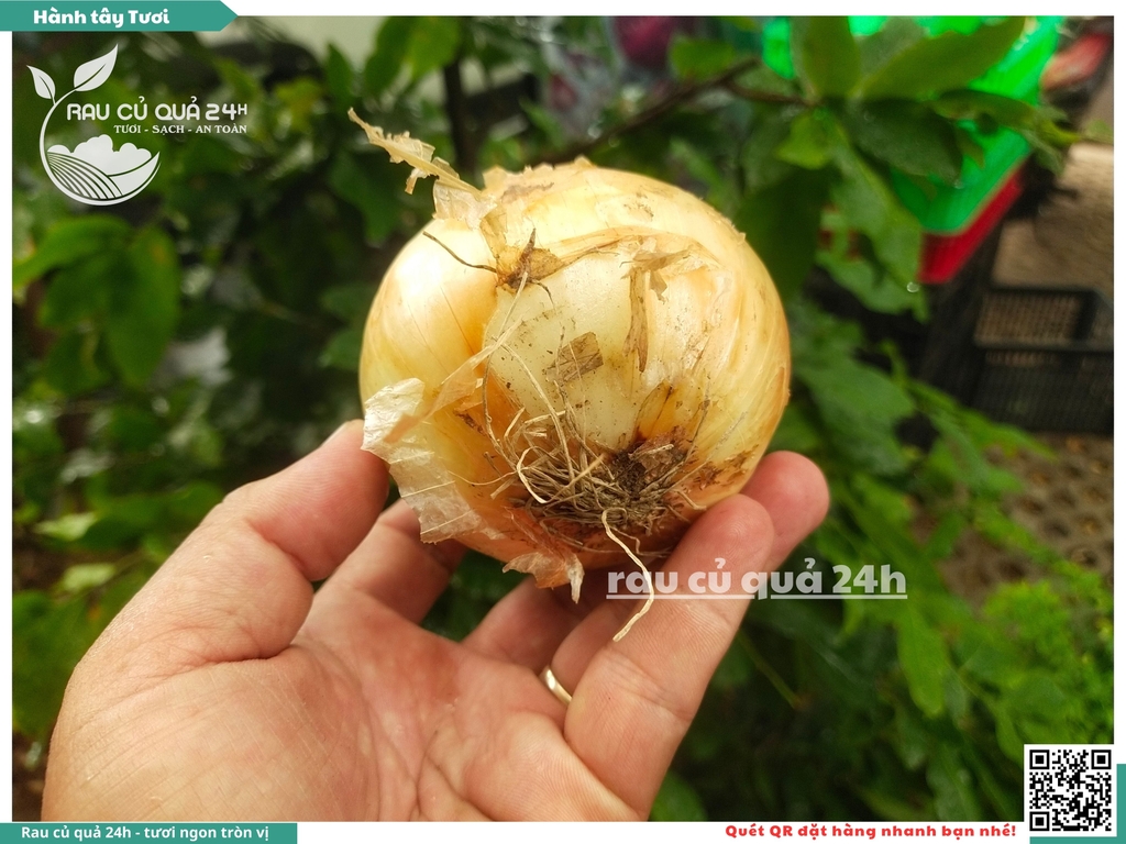 Củ Hành tây tươi Đà Lạt 300g