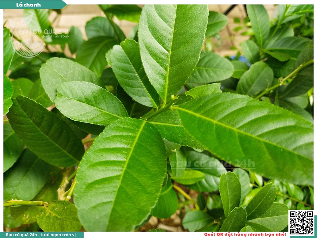 Lá chanh