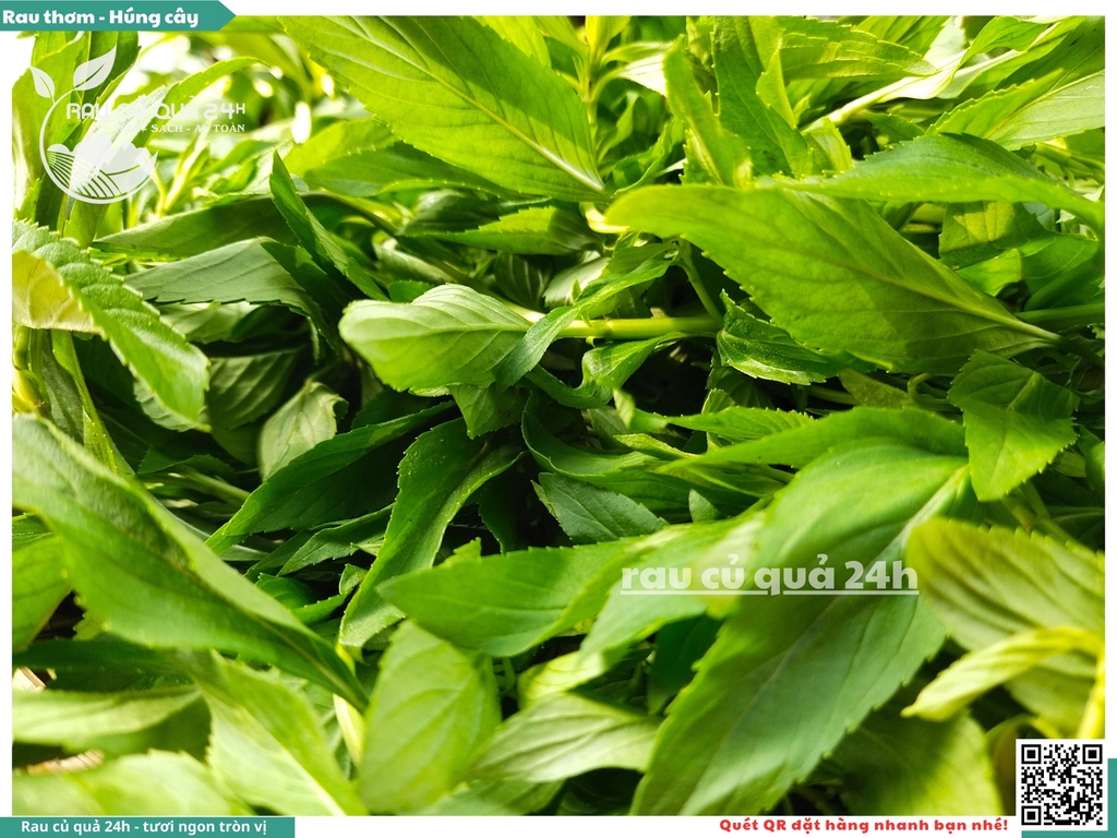 Rau thơm - Húng cây 65g