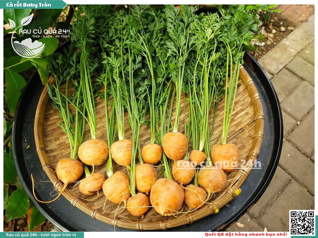 Cà rốt baby tròn