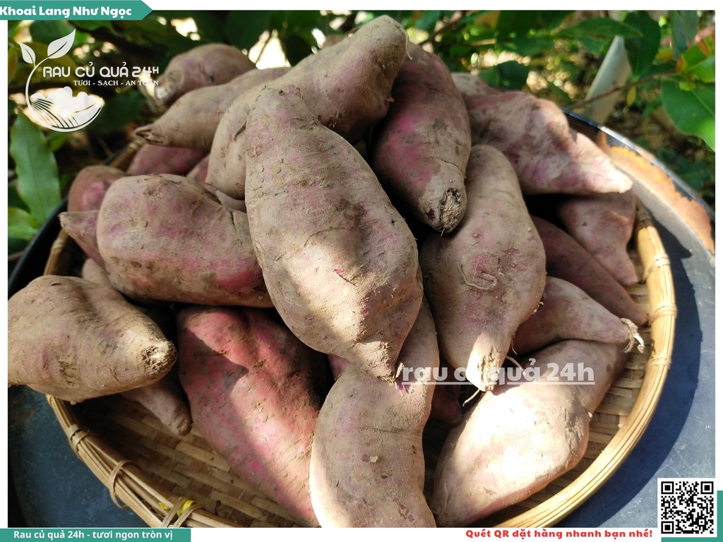 Khoai lang Như ngọc