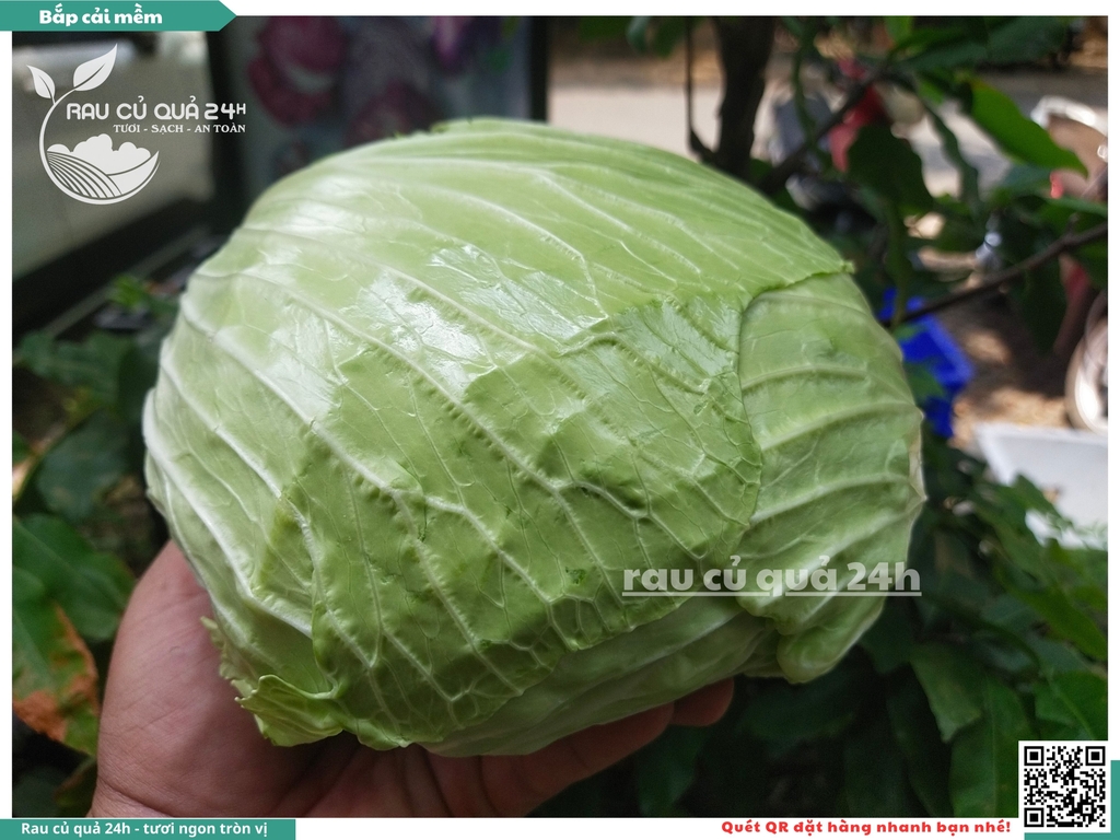 Bắp cải mềm Đà Lạt - 1 cây