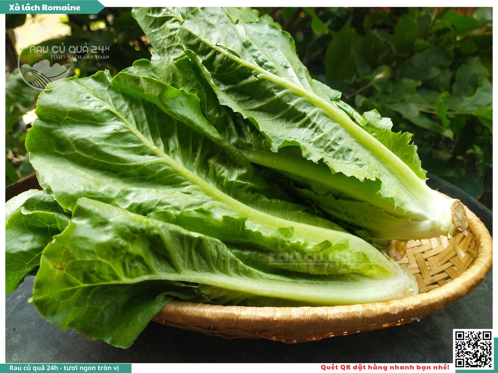 Xà lách Romaine - 250g