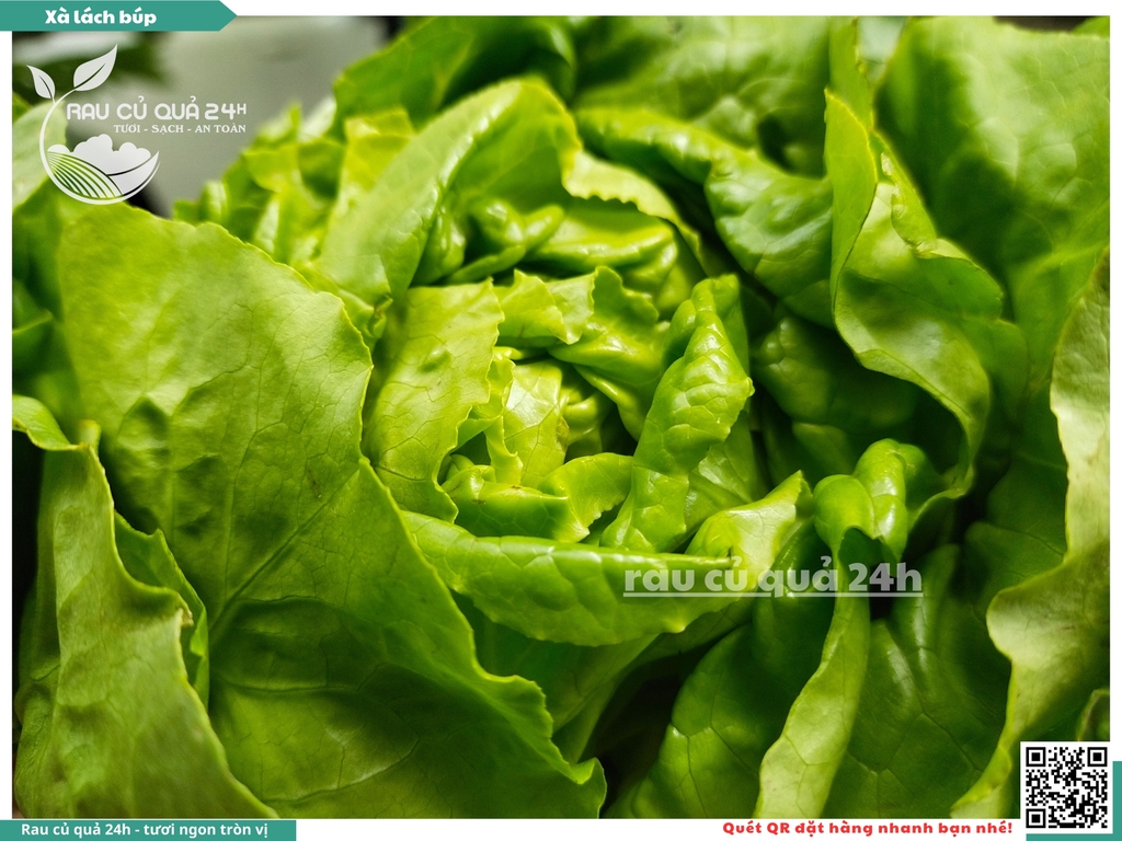 Xà lách búp - 350g