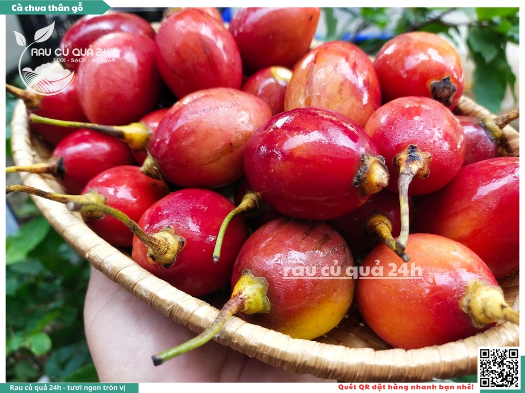 Cà chua thân gỗ hộp 500g