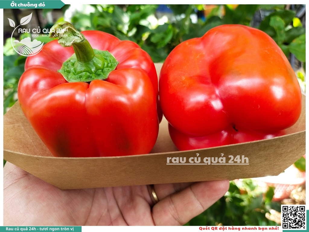 Ớt chuông đỏ trái vừa
