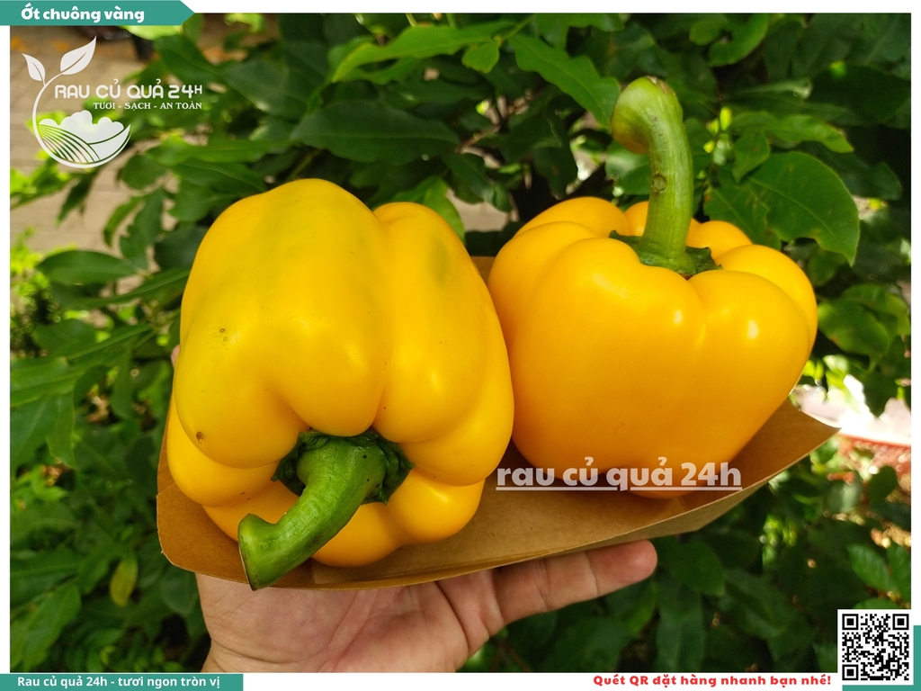 Ớt chuông vàng trái vừa