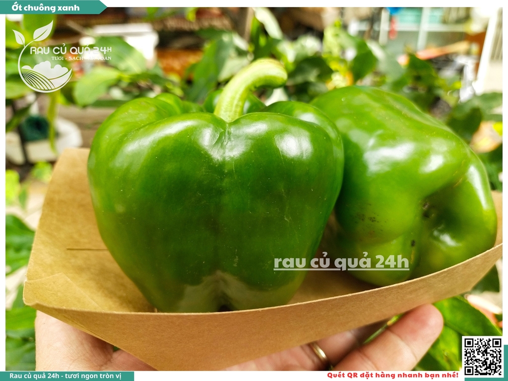 Ớt chuông xanh trái vừa