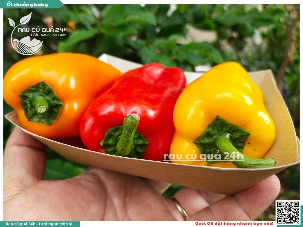 Ớt chuông baby