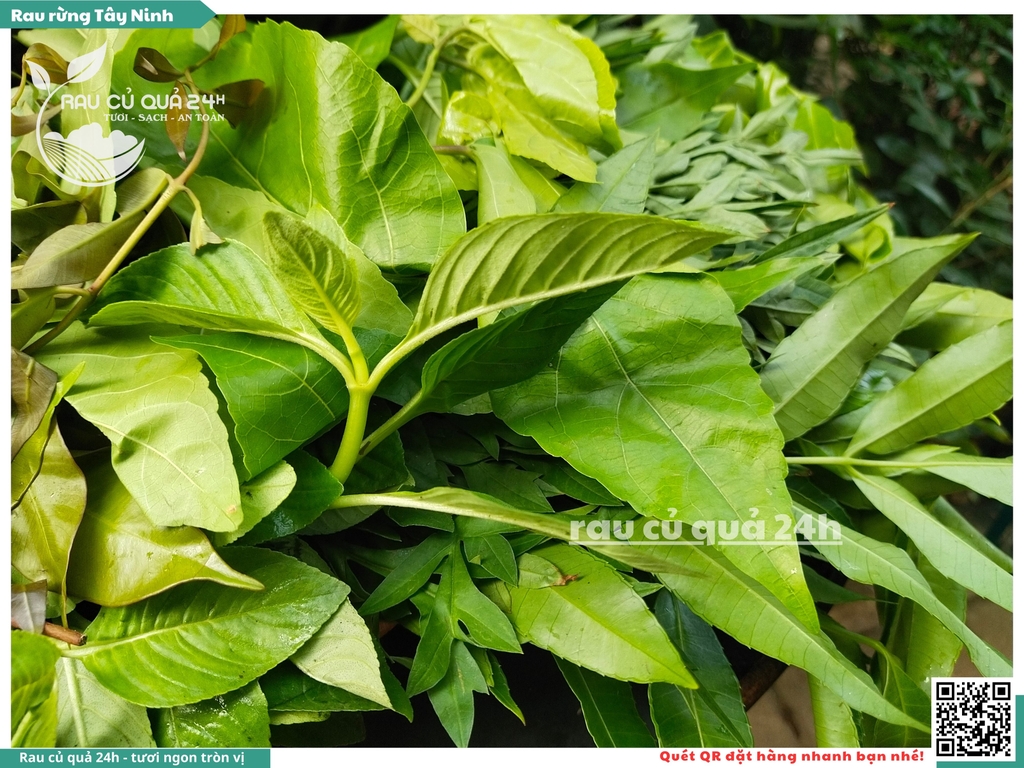 Rau rừng Tây Ninh khoảng 250g