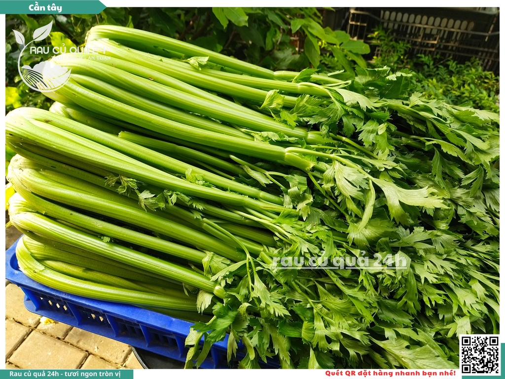 Cần tây cây vừa