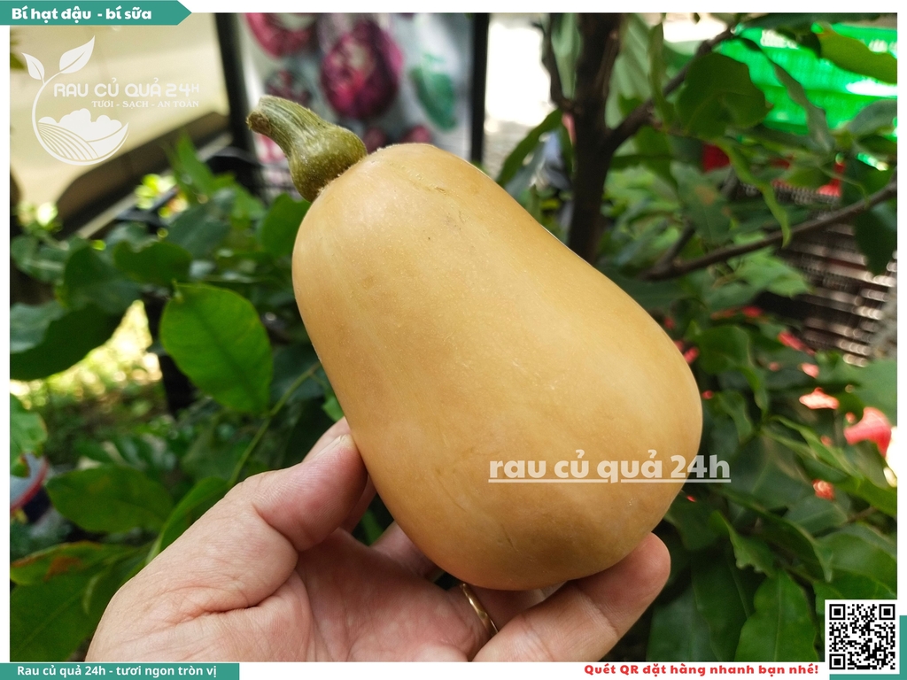 Bí hạt đậu, bí sữa 1 quả khoảng 700g