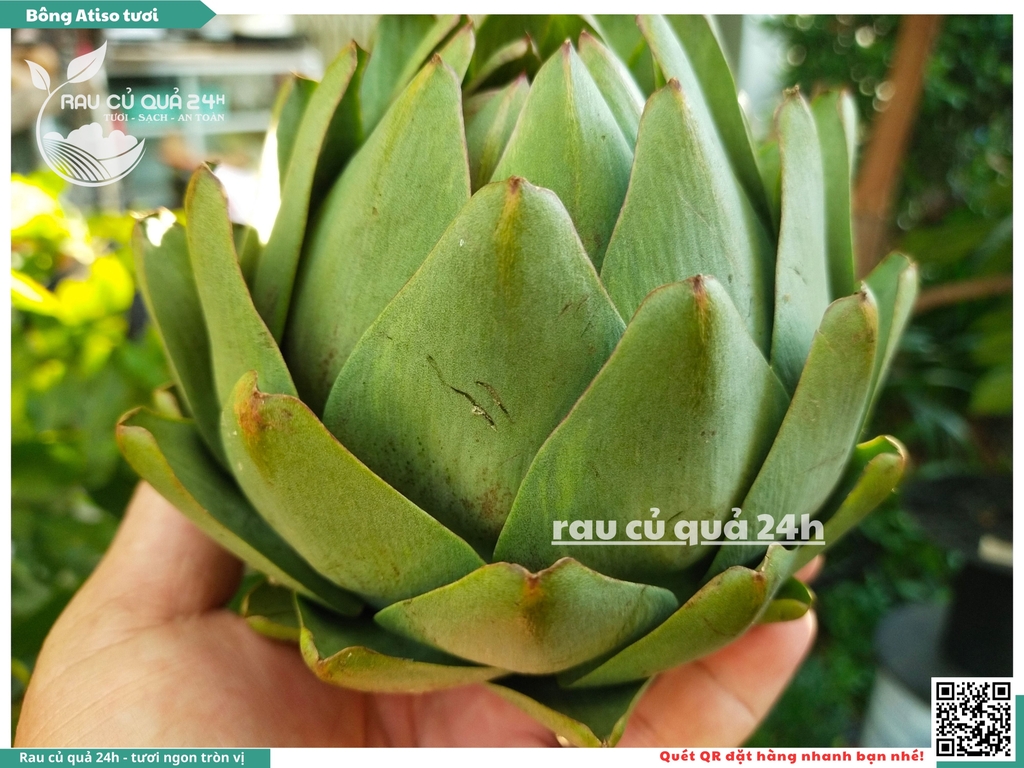 Bông Atiso tươi 1 bông