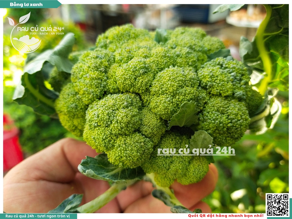 Bông lơ xanh 1 bông