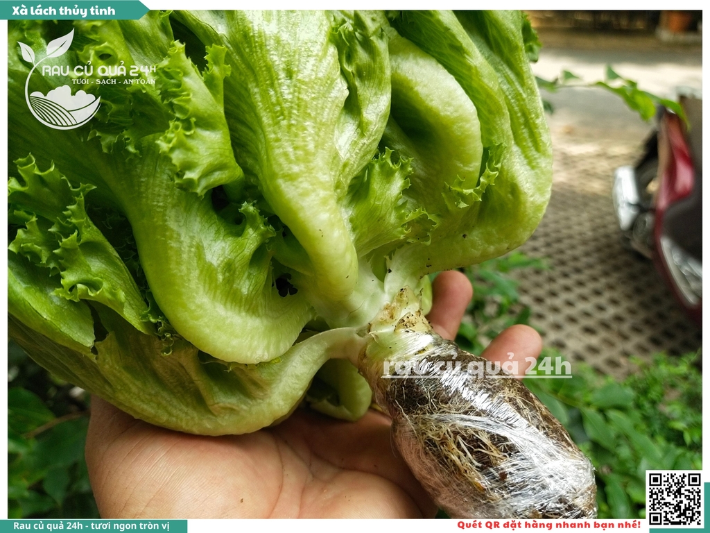 Xà lách thủy tinh