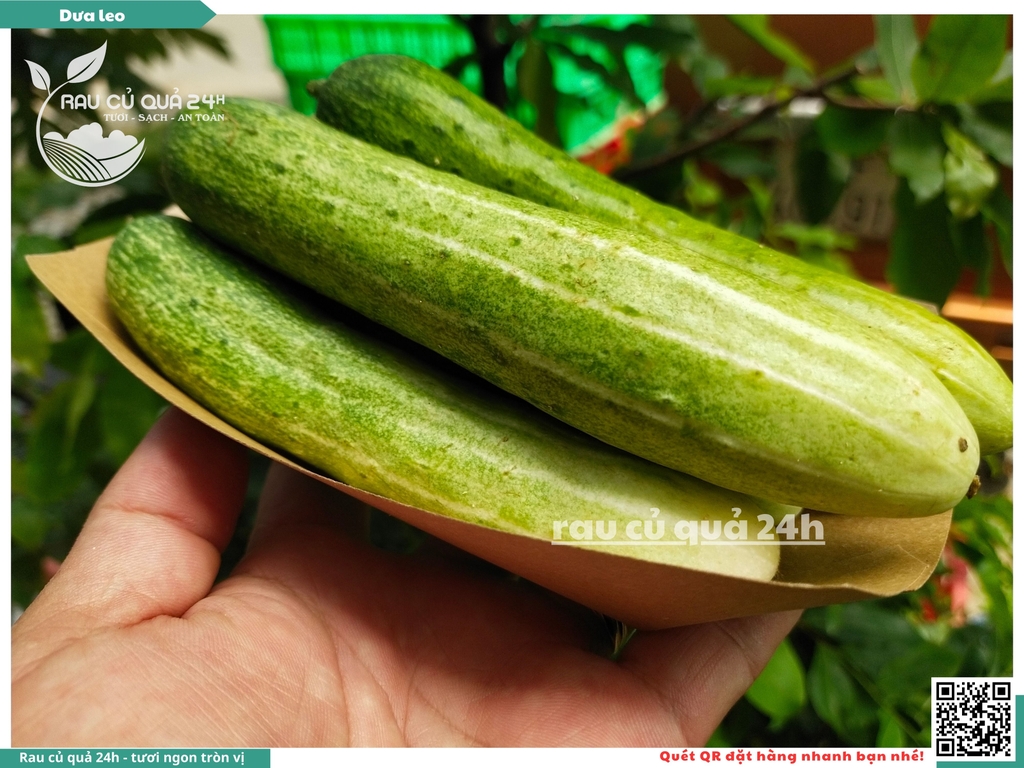 Quả Dưa leo khoảng - 400g