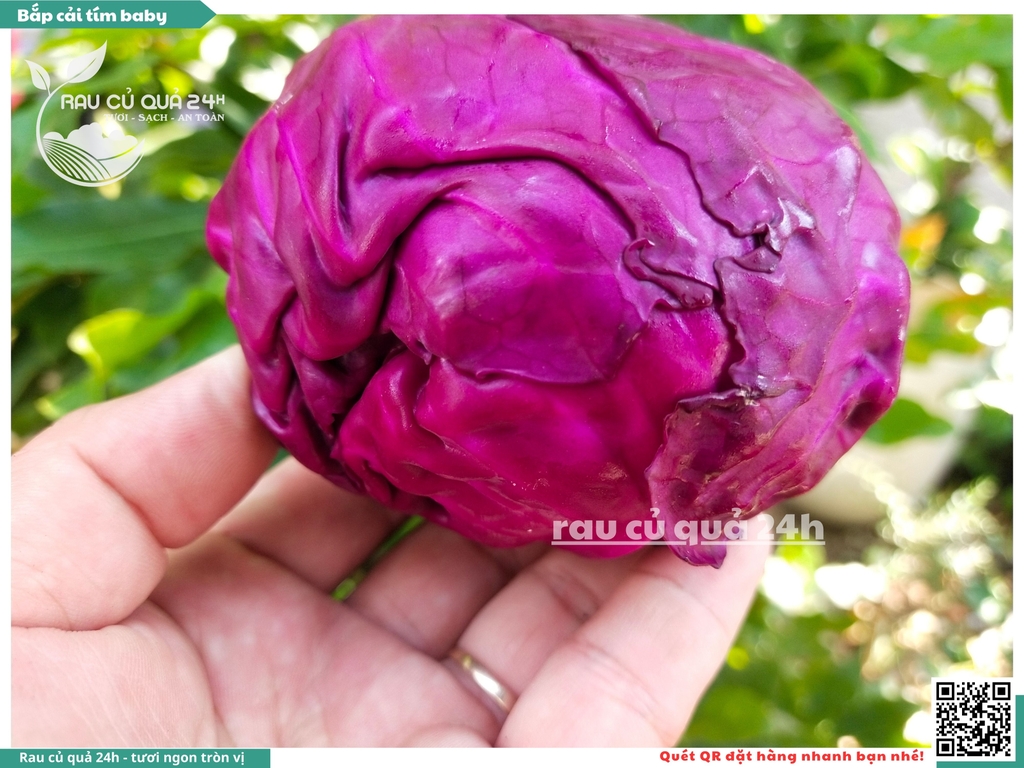 Bắp cải tím