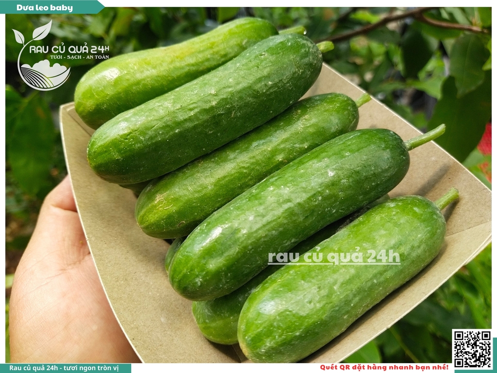 Dưa leo baby