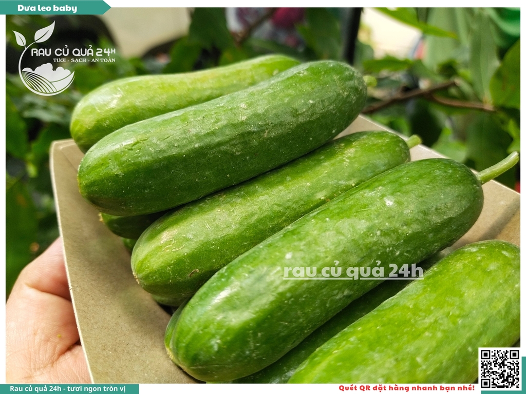 Dưa leo baby