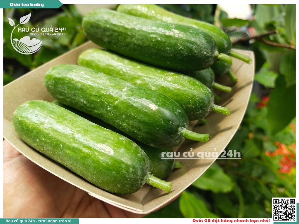 Dưa leo baby