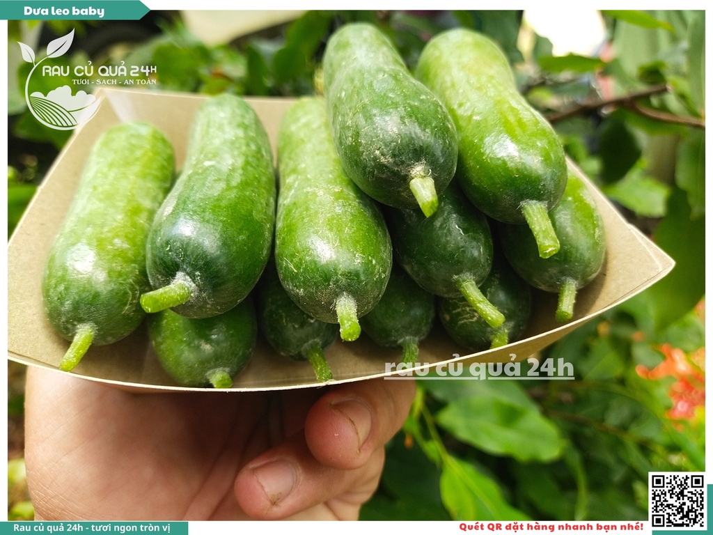 Dưa leo baby