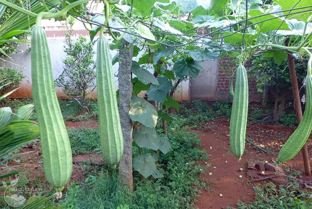 Quả Mướp khía khoảng 450g