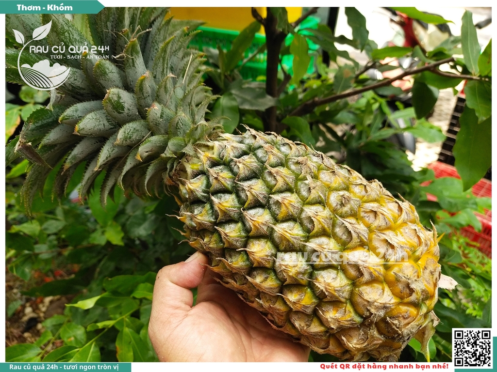 Quả thơm trái lớn