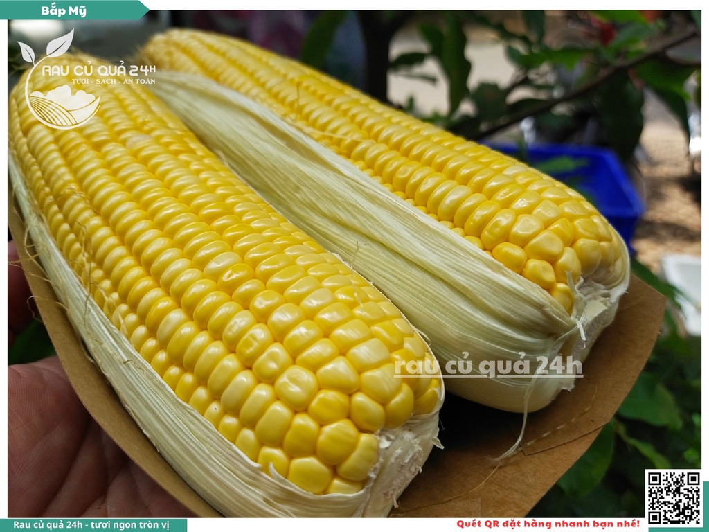 Bắp mỹ (một cặp)