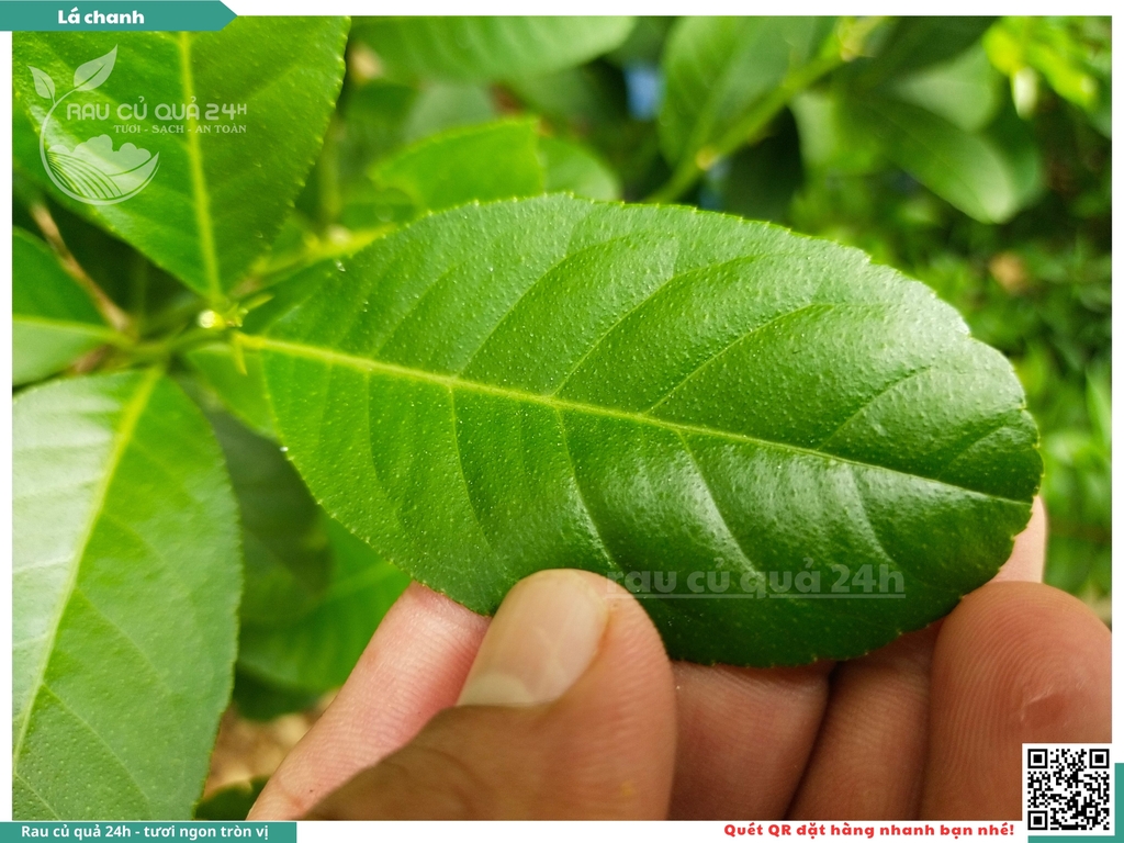 Lá chanh