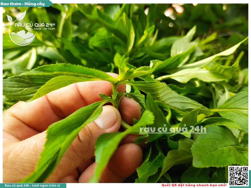 Rau thơm - Húng cây 65g