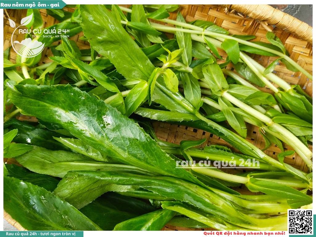 Rau Nêm Ngò ôm - Ngò gai khoảng 100g