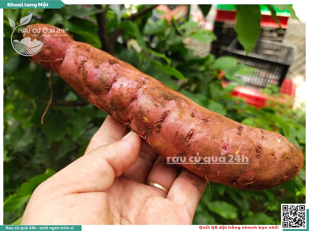 Khoai lang mật Tà Nung Đà Lạt