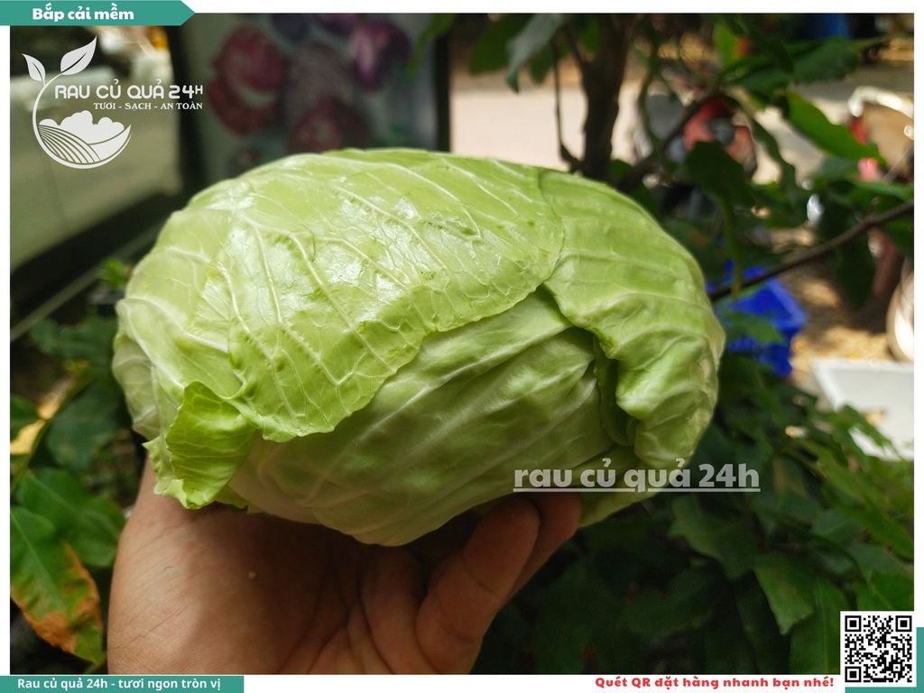 Bắp cải mềm Đà Lạt - 1 cây