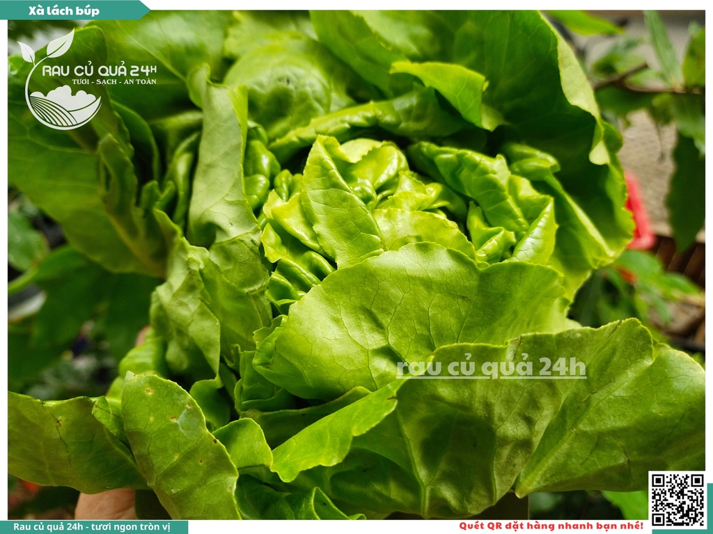 Xà lách búp - 350g