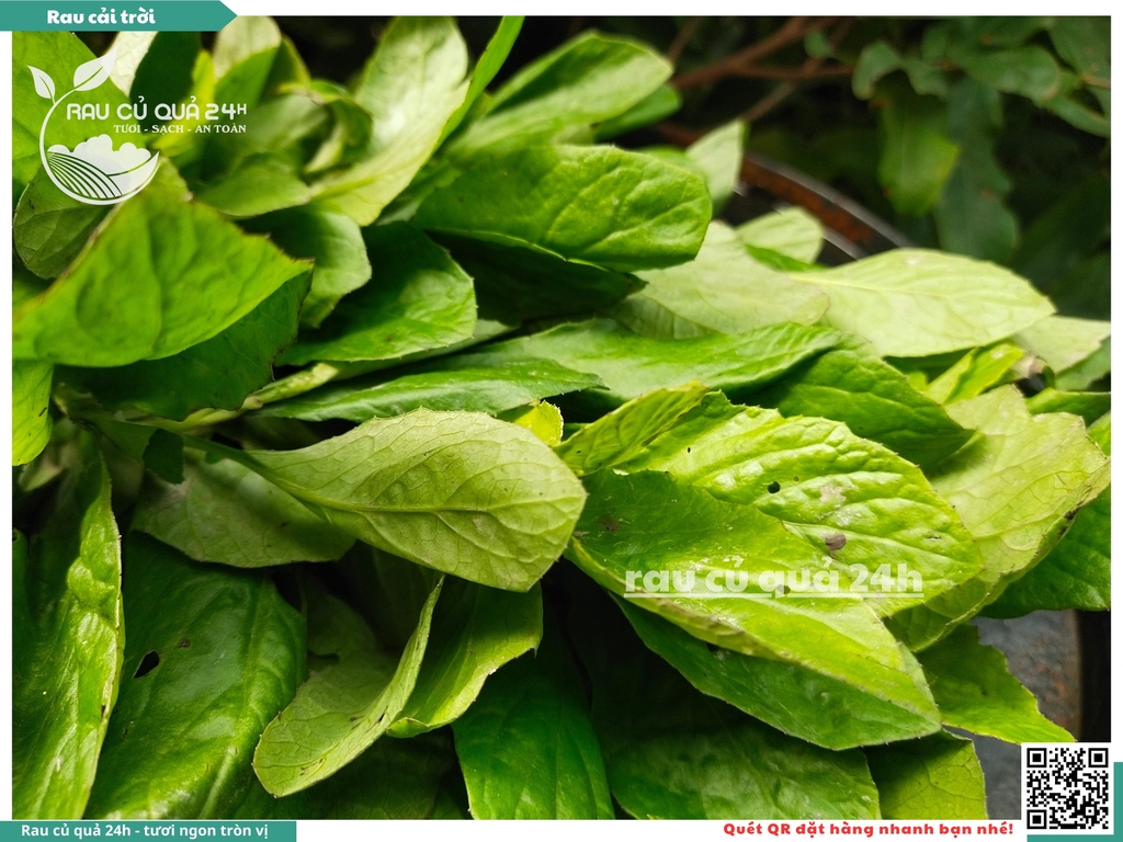 Rau cải trời khoảng 300g