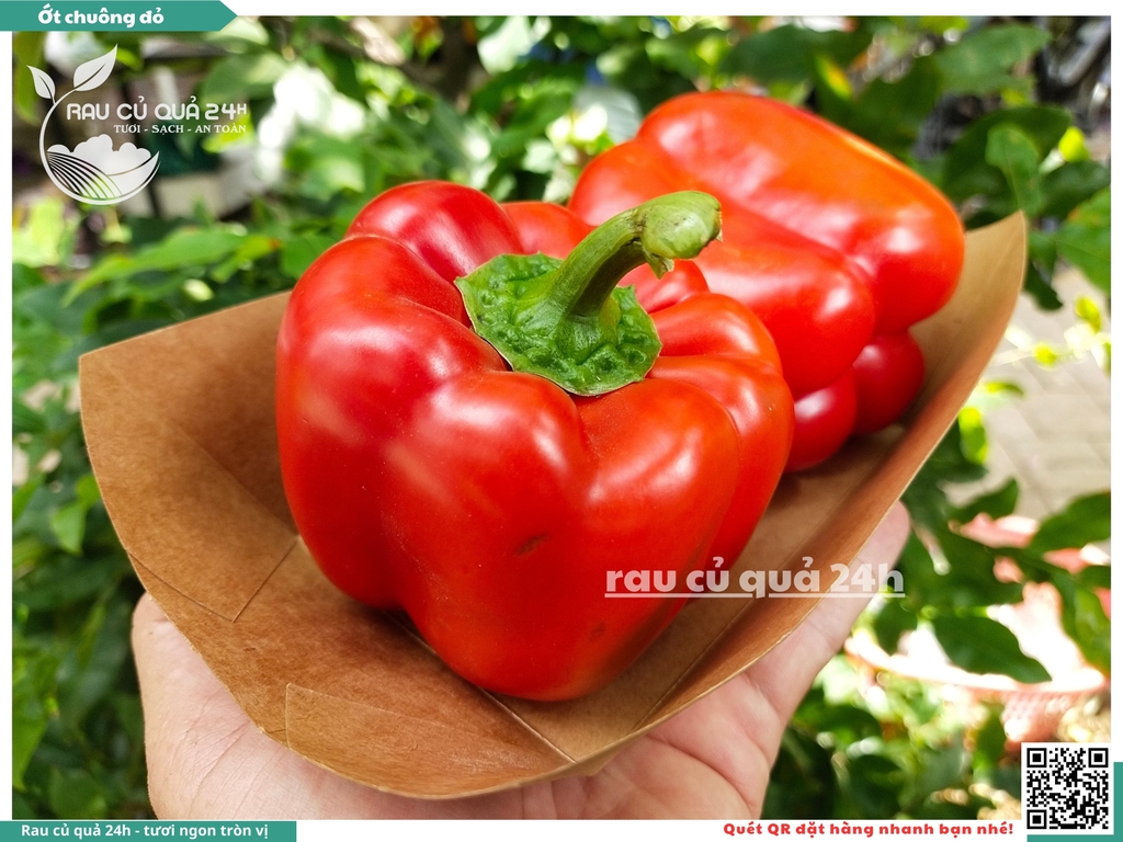 Ớt chuông đỏ trái vừa