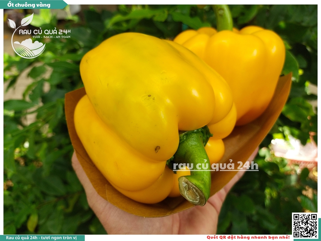 Ớt chuông vàng trái vừa