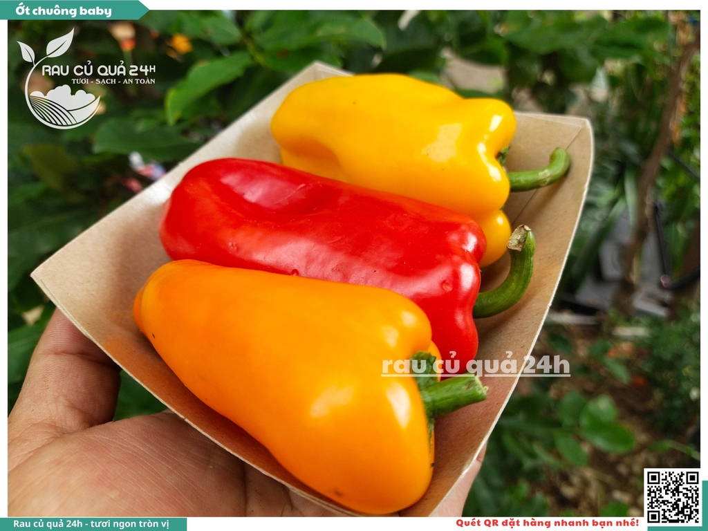 Ớt chuông baby
