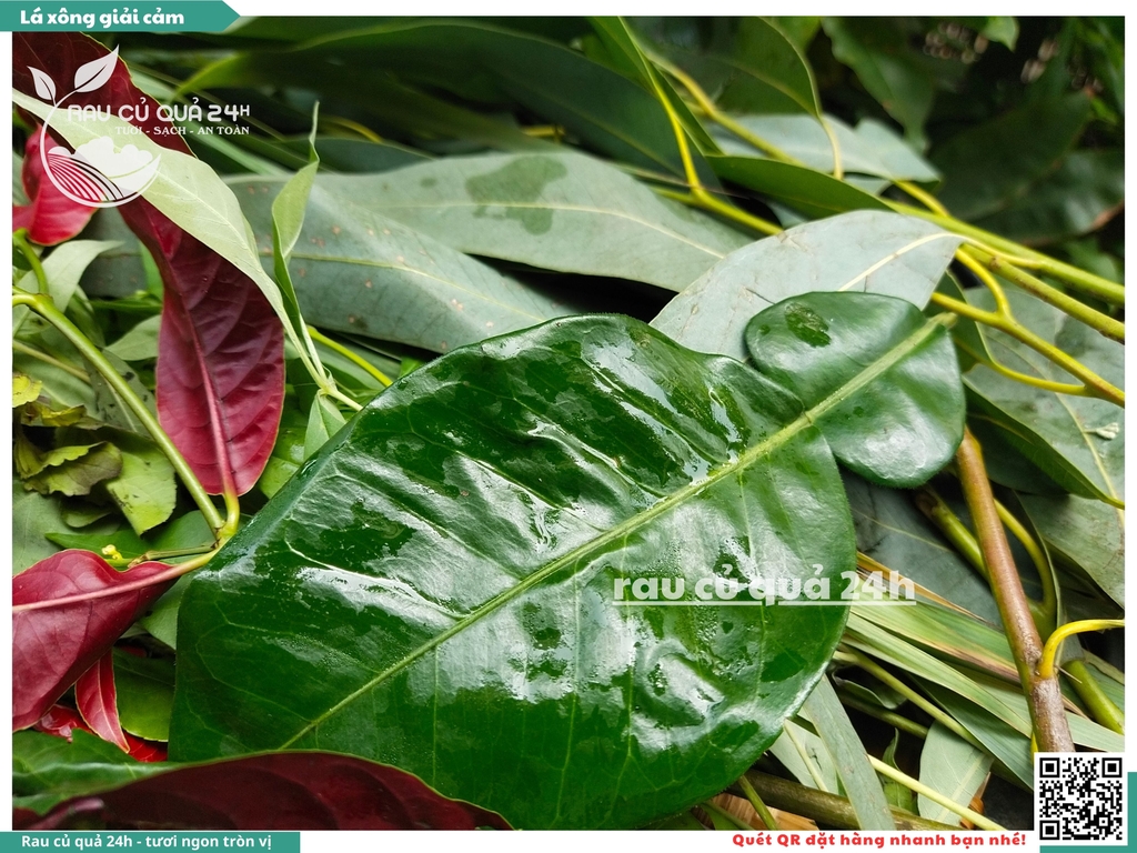 Combo Lá xông giải cảm