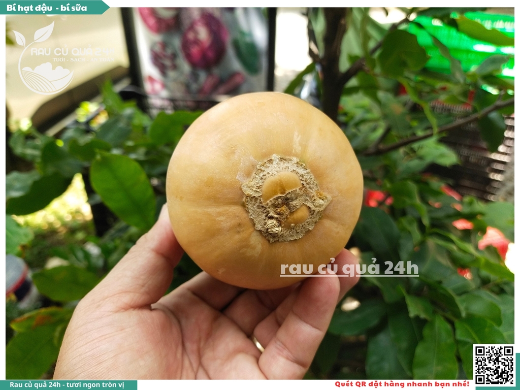 Bí hạt đậu, bí sữa 1 quả khoảng 700g