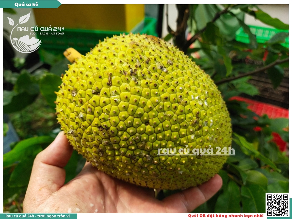 Quả Sa kê - 1 quả