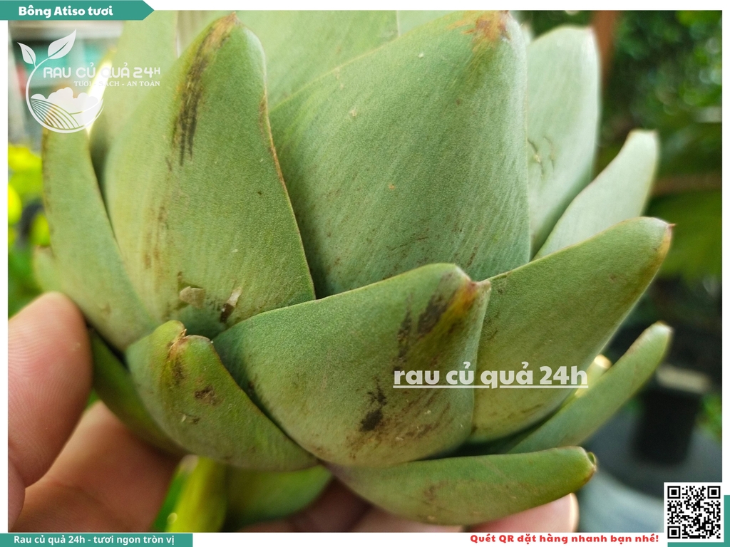 Bông Atiso tươi 1 bông