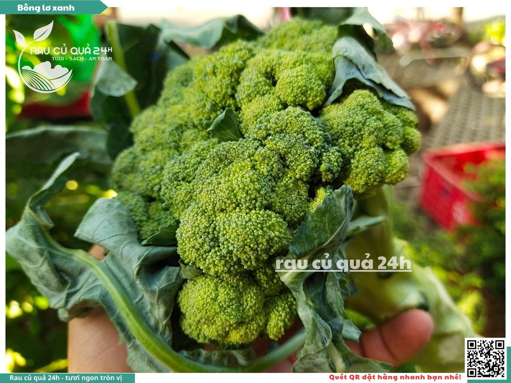 Bông lơ xanh 1 bông