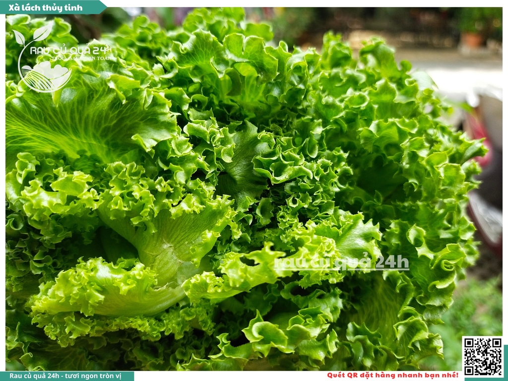 Xà lách thủy tinh