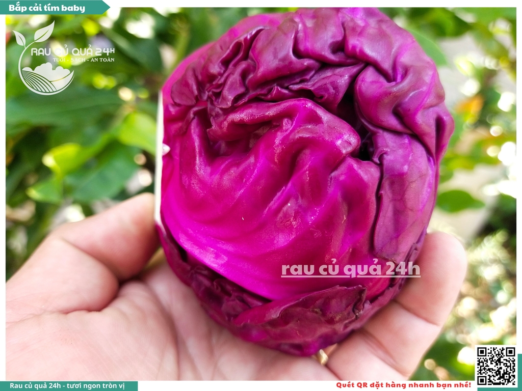 Bắp cải tím