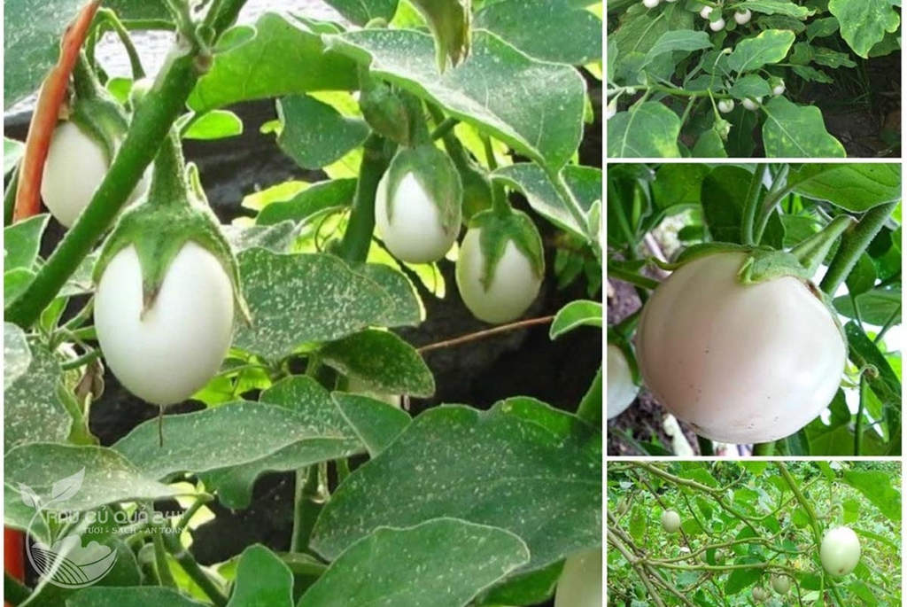 Quả Cà Pháo trắng khoảng 400g