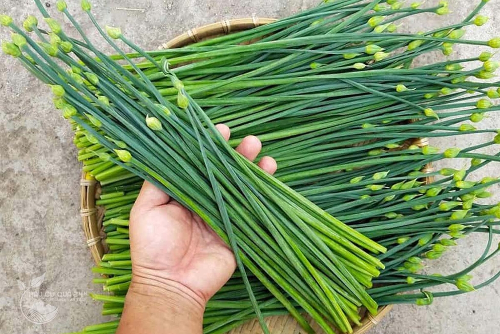 Bông hẹ Đà Lạt 300gr