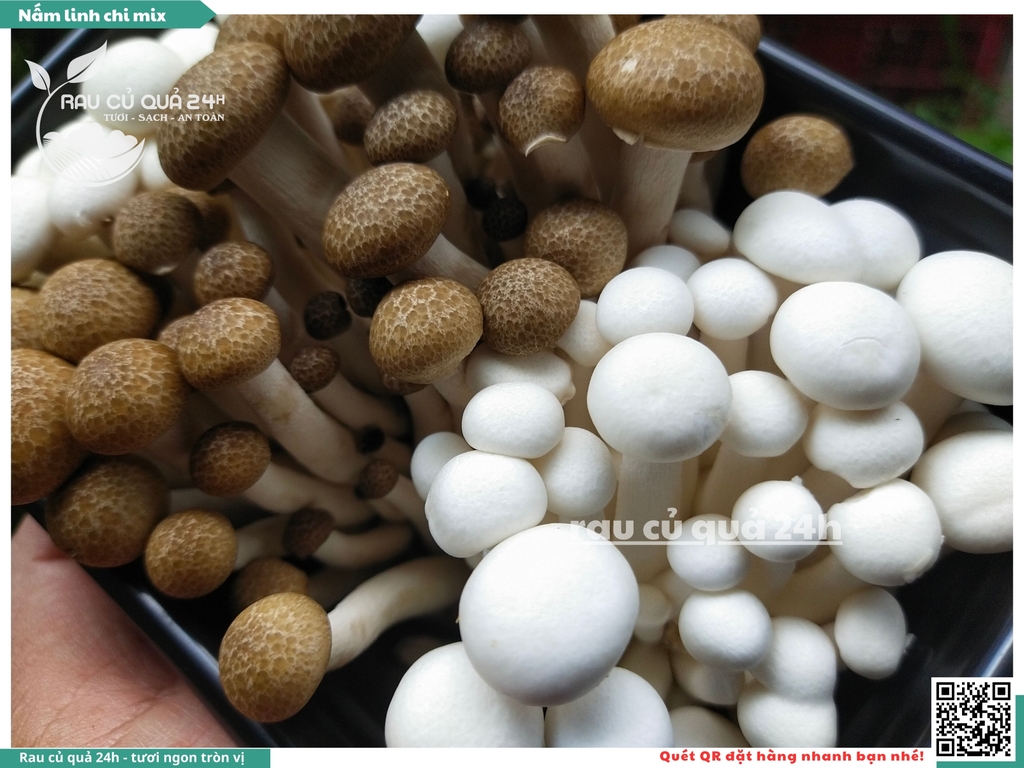 Nấm linh chi mix