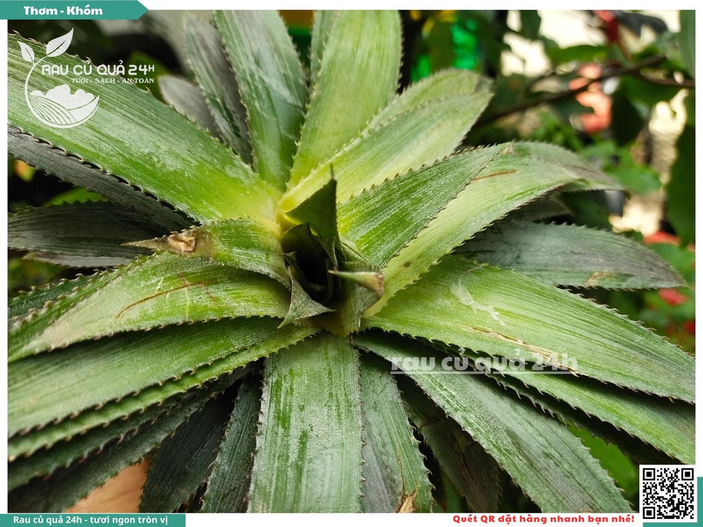 Quả thơm trái lớn