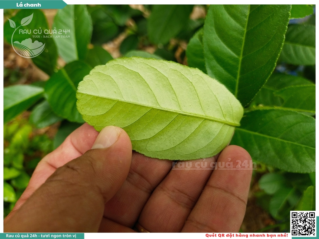 Lá chanh